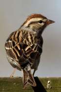 Chipping Sparrow