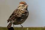 Chipping Sparrow