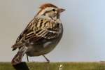 Chipping Sparrow