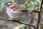 White-throated Sparrow