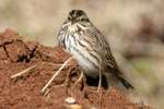 Savannah Sparrow