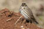 Savannah Sparrow