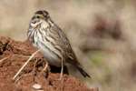 Savannah Sparrow