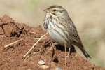 Savannah Sparrow