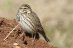 Savannah Sparrow