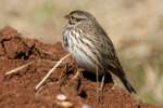 Savannah Sparrow