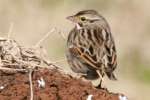 Savannah Sparrow