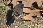 Dark-eyed Junco