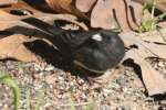 Dark-eyed Junco