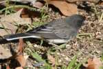 Dark-eyed Junco