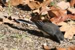 Dark-eyed Junco