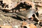 Dark-eyed Junco