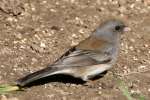 Dark-eyed Junco