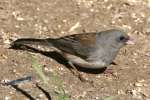 Dark-eyed Junco