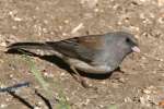 Dark-eyed Junco