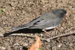 Dark-eyed Junco