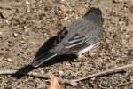 Dark-eyed Junco