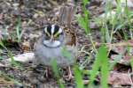 White-throated Sparrow