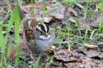 White-throated Sparrow