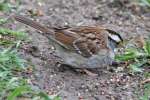 White-throated Sparrow