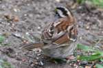 White-throated Sparrow