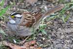 White-throated Sparrow