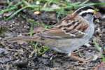 White-throated Sparrow