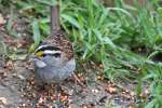 White-throated Sparrow