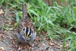 White-throated Sparrow