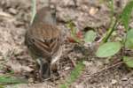 Dark-eyed Junco