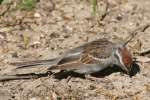 Chipping Sparrow