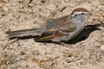 Chipping Sparrow