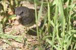 Dark-eyed Junco