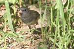 Dark-eyed Junco