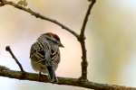 Chipping Sparrow