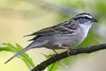 Chipping Sparrow