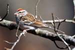 Chipping Sparrow