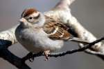 Chipping Sparrow