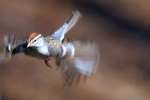 Chipping Sparrow