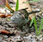 Chipping Sparrow