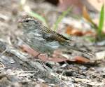 Chipping Sparrow