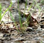 Chipping Sparrow