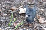 Dark-eyed Junco