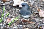 Dark-eyed Junco