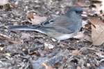 Dark-eyed Junco