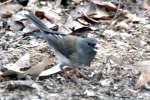 Dark-eyed Junco