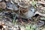 White-throated Sparrow