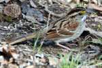 White-throated Sparrow