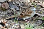 White-throated Sparrow