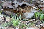 White-throated Sparrow